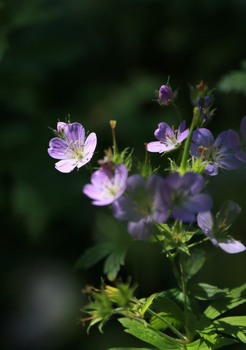 this cranesbill  rats seed pool  wildflower