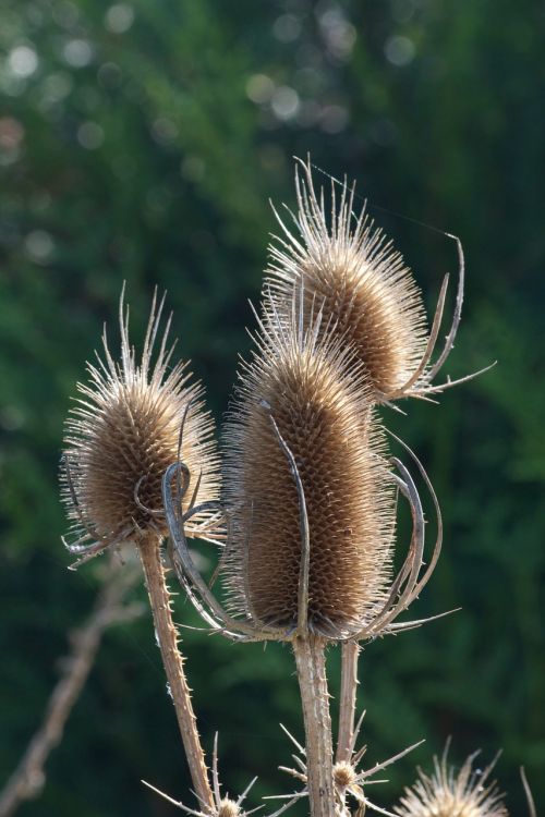 thistle thistle flower faded thistle