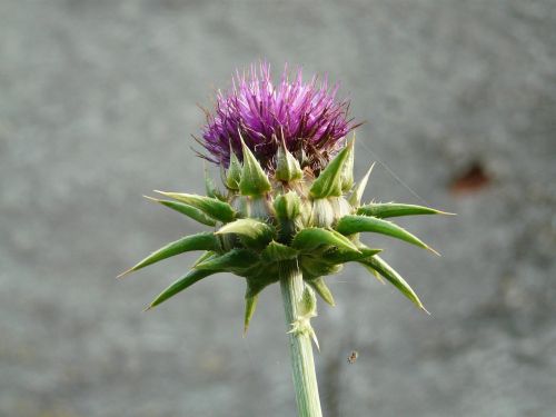 thistle contrast nature