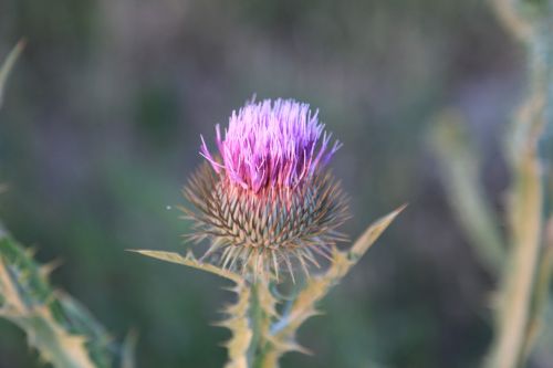 thistle flower wild flower