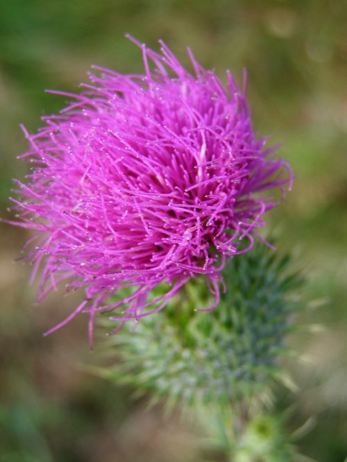 thistle flower pink