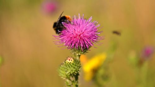 thistle summer nature