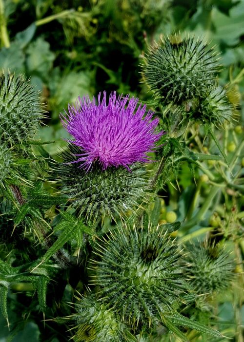 thistle summer beach