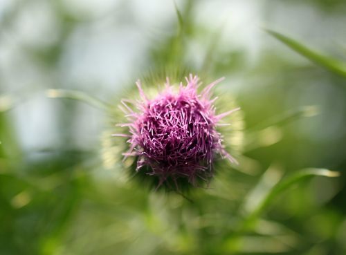thistle beauty pink