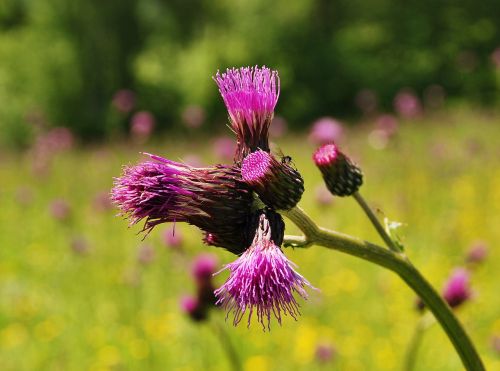 thistle mountains beskids