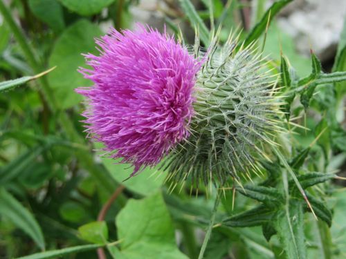 Thistle