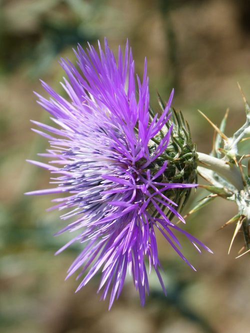 thistle detail beauty