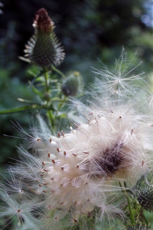 thistle seeds slightly