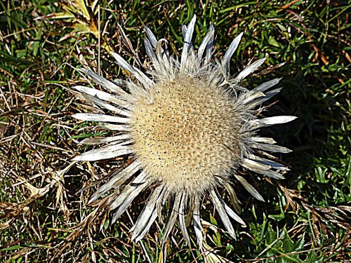 thistle nature wild plants