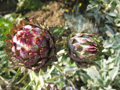 thistle plant flower