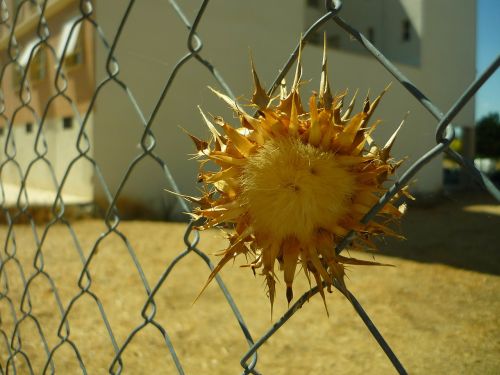 thistle wired dam