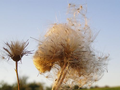 thistle fluff seeds
