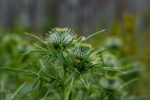 Thistle