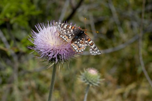 thistle butterfly nature