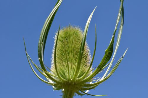 wild teasel dipsacus fullonum l thistle