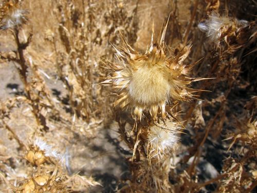 thistle nature hill