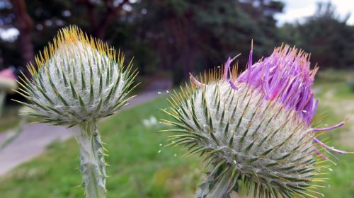 thistle plant flower