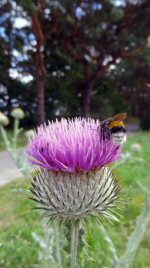 thistle plant flower