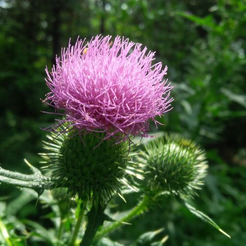 thistle flora flower