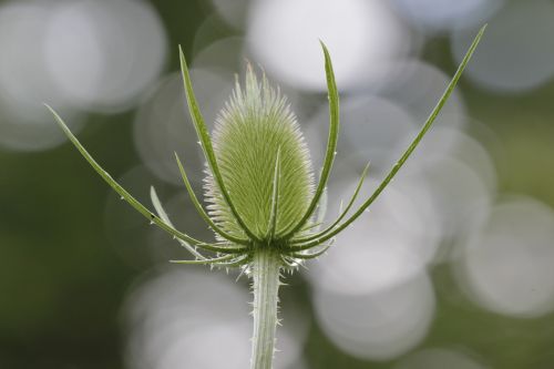 thistle spiky green