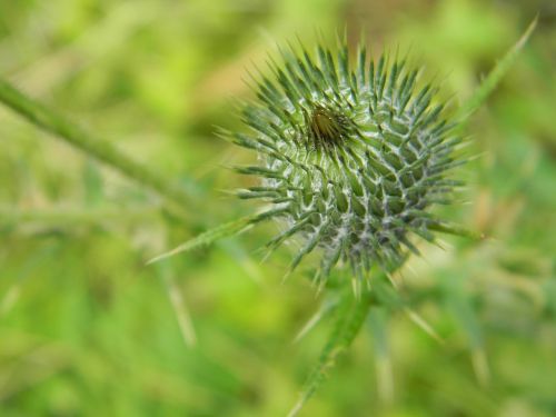 thistle nature spines