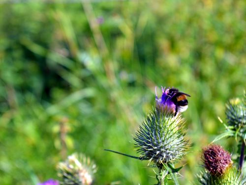 thistle hummel prickly