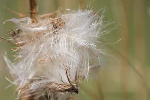 thistle thistle seed seeds was