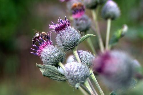 thistle flower bee