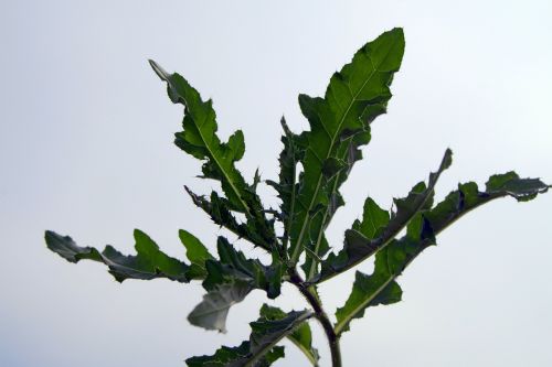 thistle thistles foliage