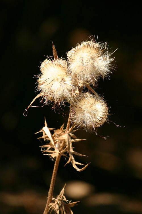 thistle light contrast