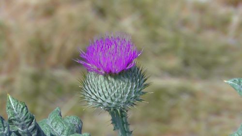 thistle plant bloom