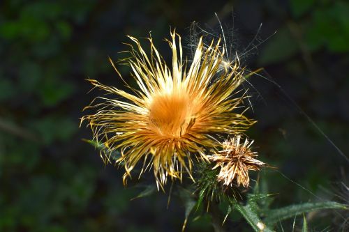 thistle dry seeds was
