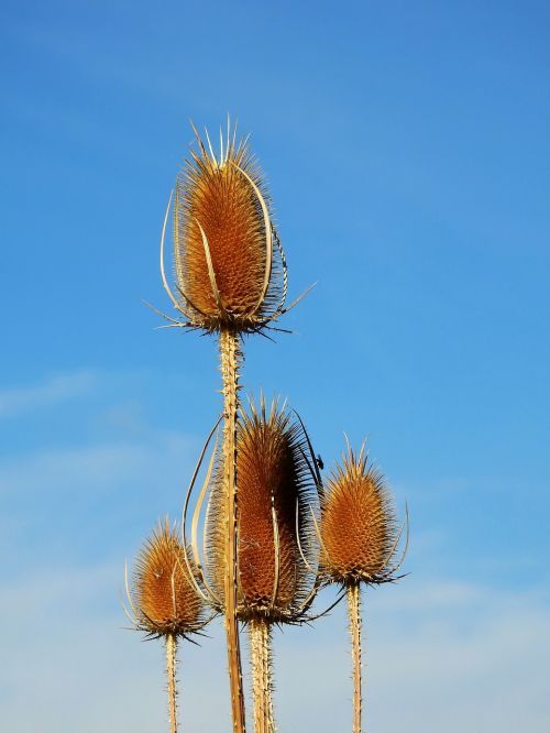 thistle weed incomplete