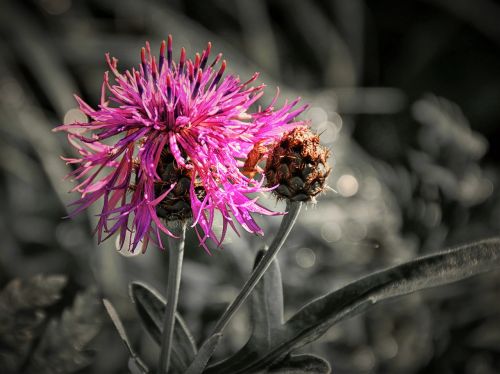 thistle close effect