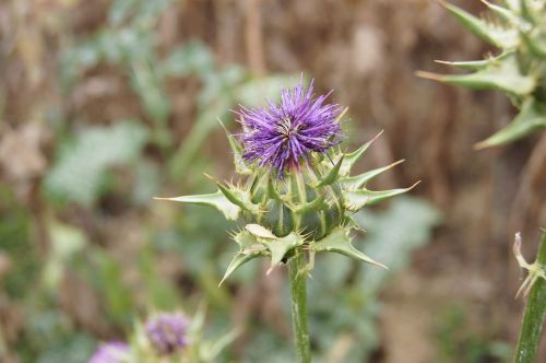 thistle flower meadow