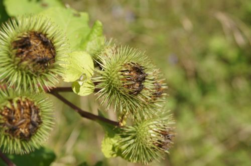 thistle plant flower