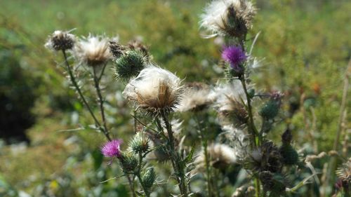 thistle cirsium vulgare flower