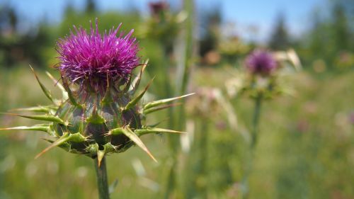 thistle nature macro