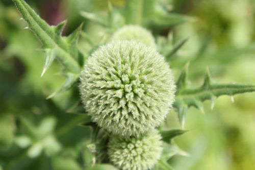 thistle flower garden