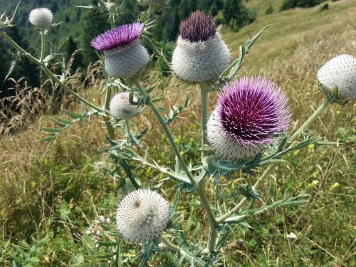 thistle flower bloom