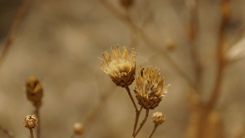 thistle dry dried