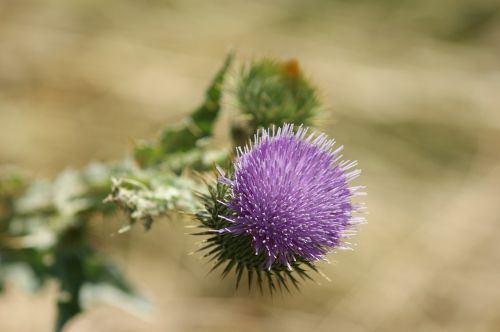 thistle blossom bloom