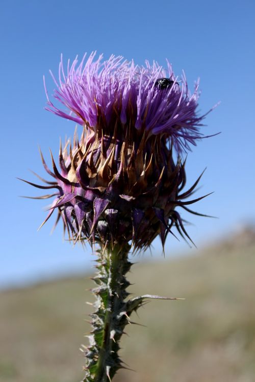 thistle purple flower