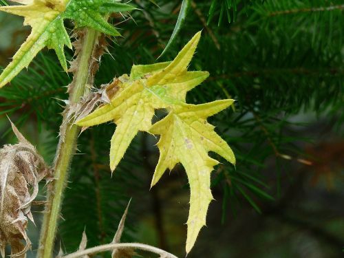 thistle leaf autumn