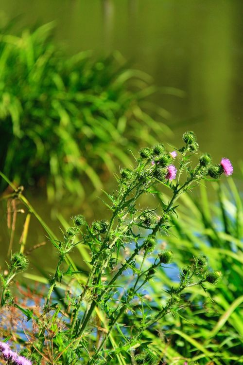 thistle nature flower