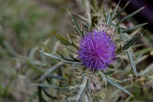 thistle nature prickle