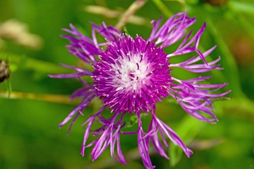 thistle purple thistles flower