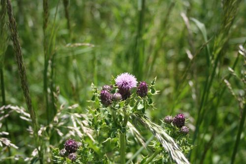 thistle purple flower