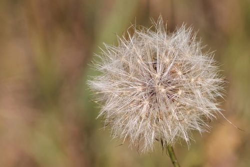 thistle dandelion seeds