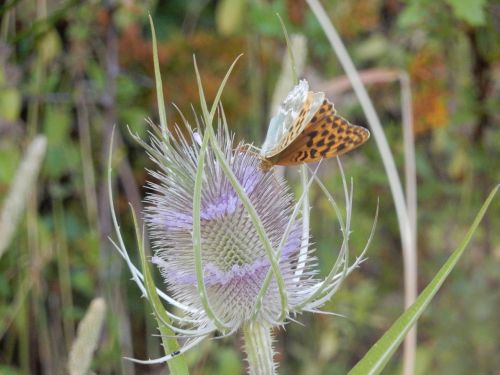 thistle butterfly flower